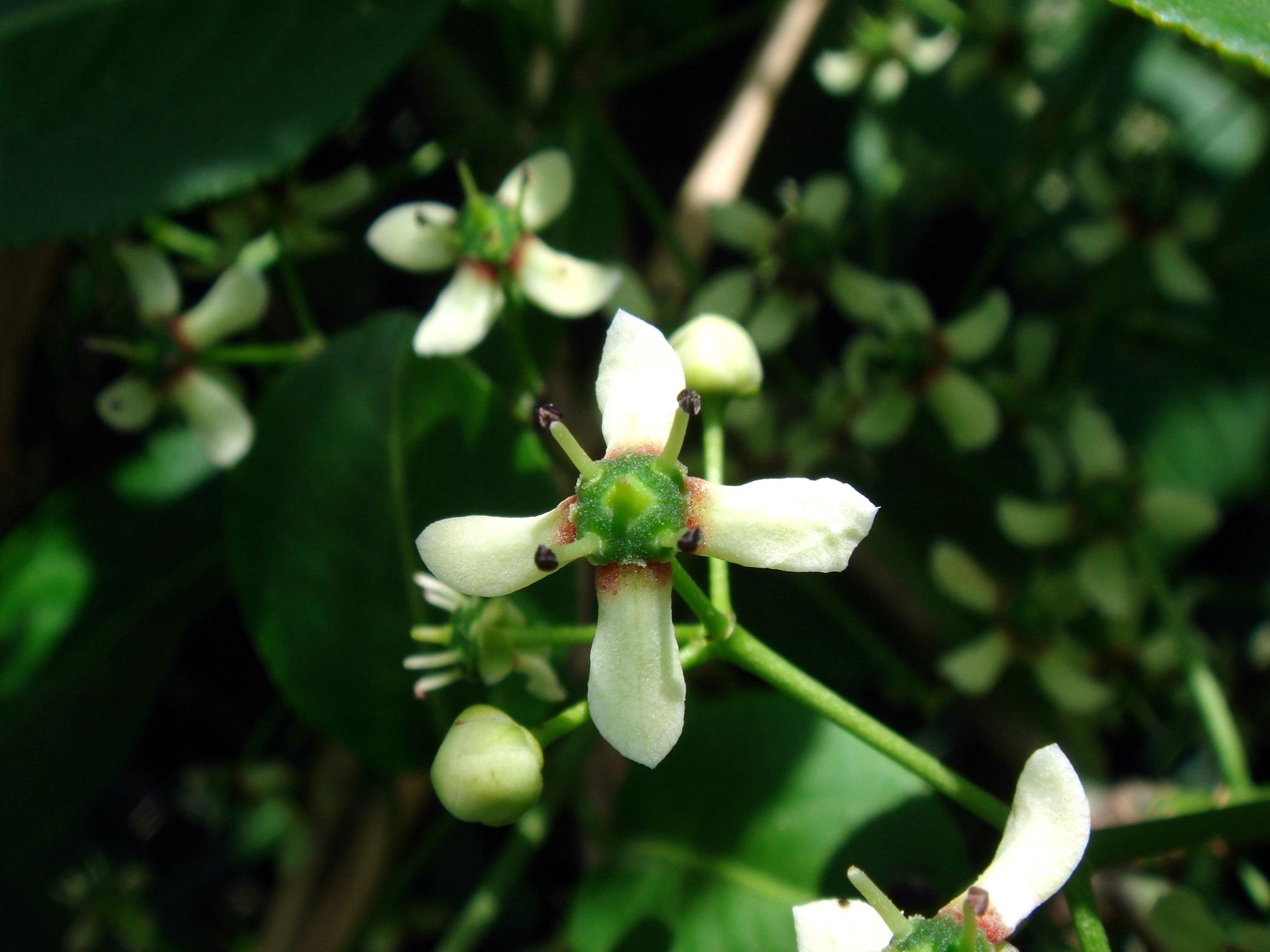 Euonymus hamiltonianus Wallich var. sieboldianus (Blume) Hara